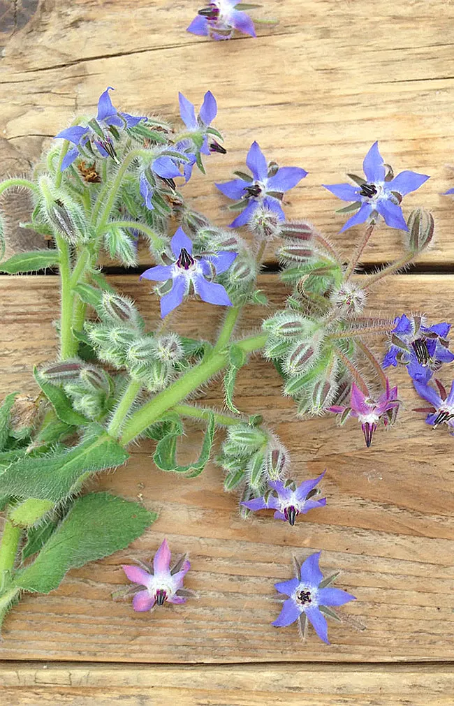 Borage Blue & White Flowered Mix
