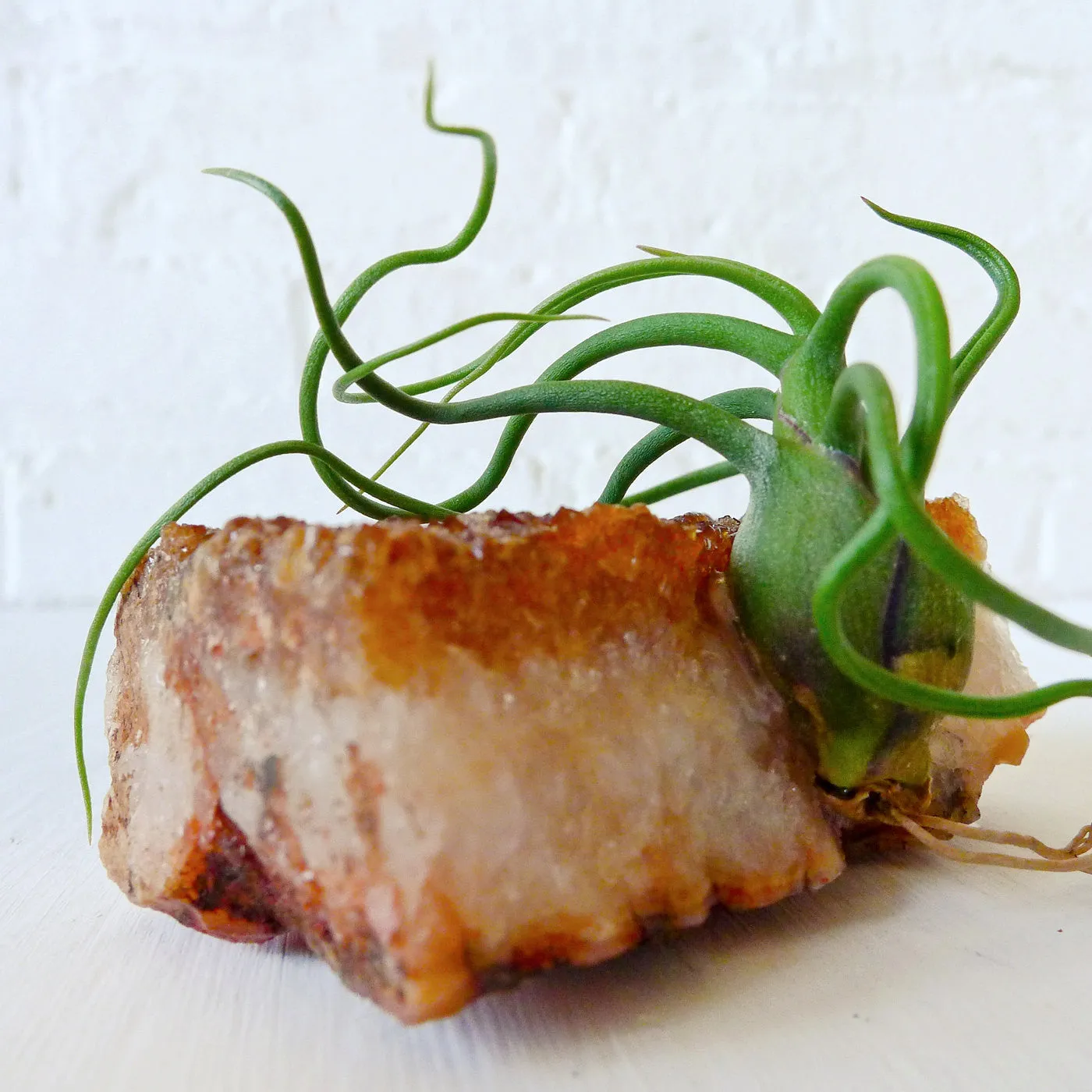 Dark Citrine Crystal Bulbosa Air Plant Garden - Sun Kiss Island